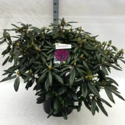 Rhododendron (Rhododendron 'Marcel Menard') -Essentie Groen Verkoop rh. marcel menard c40