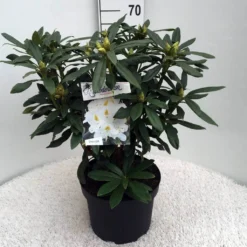 Rhododendron (Rhododendron 'Madame Masson') -Essentie Groen Verkoop rh. mme masson c10 50 cm