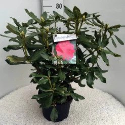Rhododendron (Rhododendron 'Nova Zembla') -Essentie Groen Verkoop rh. nova zembla c10 50 cm