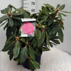 Rhododendron (Rhododendron 'American Beauty') -Essentie Groen Verkoop rh. p. a. beauty c10 50 cm 1