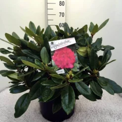 Rhododendron (Rhododendron 'American Beauty') -Essentie Groen Verkoop rh. p.a. beauty c20