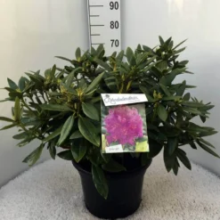 Rhododendron (Rhododendron 'Polarnacht') -Essentie Groen Verkoop rh. polarnacht c20