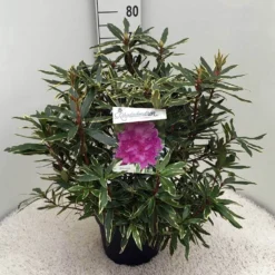 Bosrhododendron (Rhododendron Ponticum 'Variegatum') -Essentie Groen Verkoop rh. pont. variegatum c10 50 cm