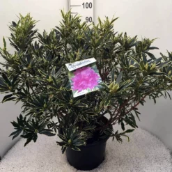 Bosrhododendron (Rhododendron Ponticum 'Variegatum') -Essentie Groen Verkoop rh. pont. variegatum c20
