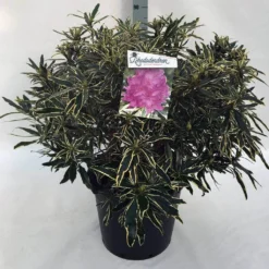 Bosrhododendron (Rhododendron Ponticum 'Variegatum') -Essentie Groen Verkoop rh. pont. variegatum c30