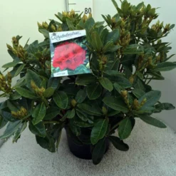 Rhododendron (Rhododendron 'Red Jack') -Essentie Groen Verkoop rh. red jack c20