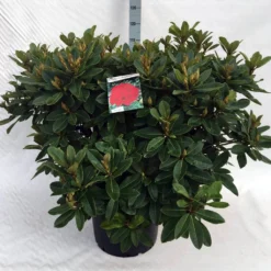 Rhododendron (Rhododendron 'Red Jack') -Essentie Groen Verkoop rh. red jack c40