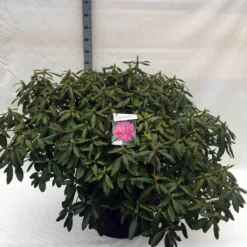 Rhododendron (Rhododendron 'Roseum Elegans') -Essentie Groen Verkoop rh. roseum elegans c80