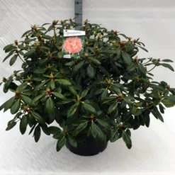 Rhododendron (Rhododendron 'Virginia Richards') -Essentie Groen Verkoop rh. virginia richards c40
