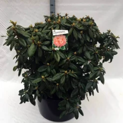 Rhododendron (Rhododendron 'Virginia Richards') -Essentie Groen Verkoop rh. virginia richards c80