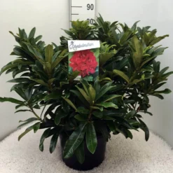 Rhododendron (Rhododendron 'Wilgen's Ruby') -Essentie Groen Verkoop rh. wilgens ruby c20