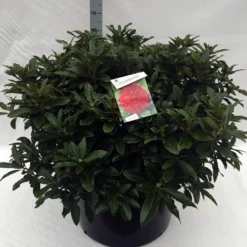 Rhododendron (Rhododendron 'Wilgen's Ruby') -Essentie Groen Verkoop rh. wilgens ruby c80
