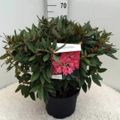 Rhododendron (Rhododendron 'Winsome') -Essentie Groen Verkoop rh. winsome c10 50 cm