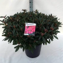 Rhododendron (Rhododendron 'Winsome') -Essentie Groen Verkoop rh. winsome c30