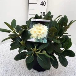 Rhododendron (Rhododendron 'Flava') -Essentie Groen Verkoop rh. y flava c5