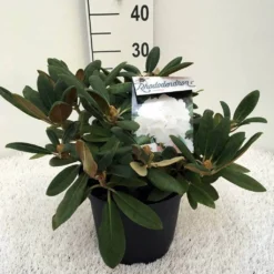 Dwergrhododendron (Rhododendron 'Porzellan') -Essentie Groen Verkoop rh. y porzelan c5