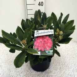 Rhododendron (Rhododendron 'Sneezy') -Essentie Groen Verkoop rh. y sneezy c5