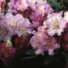 Dwergrhododendron (Rhododendron 'Caroline Allbrook') -Essentie Groen Verkoop rhcallbr 2