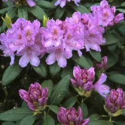 Rhododendron (Rhododendron Catawbiense 'Grandiflorum') -Essentie Groen Verkoop rhcgrand 13