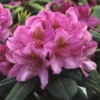 Rhododendron (Rhododendron 'Delta') -Essentie Groen Verkoop rhdelta 2