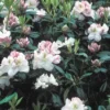 Rhododendron (Rhododendron 'Gomer Waterer') -Essentie Groen Verkoop rhgwater 2