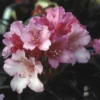 Dwergrhododendron (Rhododendron 'Kalinka') -Essentie Groen Verkoop rhkalink 2