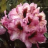 Rhododendron (Rhododendron 'Kokardia') -Essentie Groen Verkoop rhkokard 2