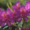 Rhododendron (Rhododendron 'Marcel Menard') -Essentie Groen Verkoop rhmmenar 1