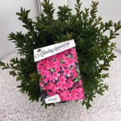 Japanse Azalea (Rhododendron 'Madame Van Hecke') -Essentie Groen Verkoop rho. aj mme van hecke c10