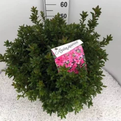 Japanse Azalea (Rhododendron 'Madame Van Hecke') -Essentie Groen Verkoop rho. aj mme van hecke c15