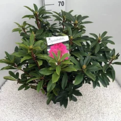 Rhododendron (Rhododendron 'Anah Kruschke') -Essentie Groen Verkoop rho. anah kruschke c10 50 cm