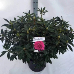 Rhododendron (Rhododendron 'Anah Kruschke') -Essentie Groen Verkoop rho. anah kruschke c30