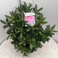 Rhododendron (Rhododendron 'Cosmopolitan') -Essentie Groen Verkoop rho. cosmopolitan c10 50 cm
