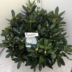 Rhododendron (Rhododendron 'Cunningham White') -Essentie Groen Verkoop rho. cunn white c20