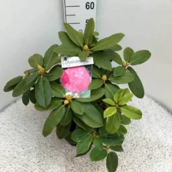 Rhododendron (Rhododendron 'Germania') -Essentie Groen Verkoop rho. germania c10 50 cm