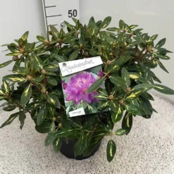 Rhododendron (Rhododendron 'Goldflimmer') -Essentie Groen Verkoop rho. goldflimmer c10 50 cm