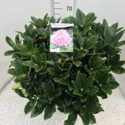 Rhododendron (Rhododendron 'Gomer Waterer') -Essentie Groen Verkoop rho. gomer waterer c20