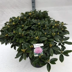 Rhododendron (Rhododendron 'Gomer Waterer') -Essentie Groen Verkoop rho. gomer waterer c40