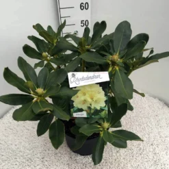 Rhododendron (Rhododendron 'Horizon Monarch') -Essentie Groen Verkoop rho. horizon monarch c10 50 cm