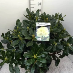 Rhododendron (Rhododendron 'Horizon Monarch') -Essentie Groen Verkoop rho. horizon monarch c20