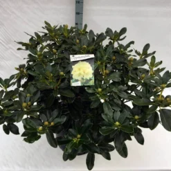 Rhododendron (Rhododendron 'Horizon Monarch') -Essentie Groen Verkoop rho. horizon monarch c40