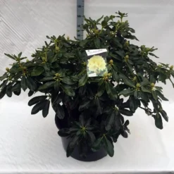 Rhododendron (Rhododendron 'Horizon Monarch') -Essentie Groen Verkoop rho. horizon monarch c80