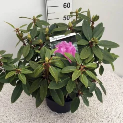 Rhododendron (Rhododendron 'Kokardia') -Essentie Groen Verkoop rho. kokardia c10 50 cm