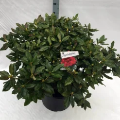 Rhododendron (Rhododendron 'Lord Roberts') -Essentie Groen Verkoop rho. lord roberts c40