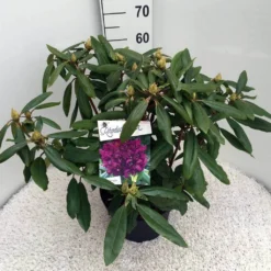 Rhododendron (Rhododendron 'Marcel Menard') -Essentie Groen Verkoop rho. marcel menard c10 50 cm