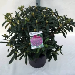 Rhododendron (Rhododendron 'Marcel Menard') -Essentie Groen Verkoop rho. marcel menard c30