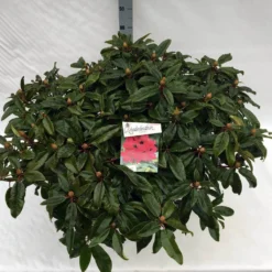 Rhododendron (Rhododendron 'Marie Forte') -Essentie Groen Verkoop rho. marie forte c40