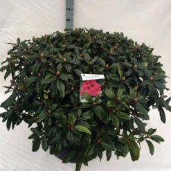 Rhododendron (Rhododendron 'Marie Forte') -Essentie Groen Verkoop rho. marie forte c80