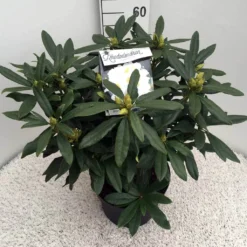Rhododendron (Rhododendron 'Madame Masson') -Essentie Groen Verkoop rho. mme masson c10 50 cm