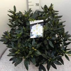 Rhododendron (Rhododendron 'Madame Masson') -Essentie Groen Verkoop rho. mme masson c20
